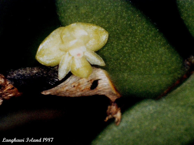 54 Gunung Raya 4mm Orchid Flower