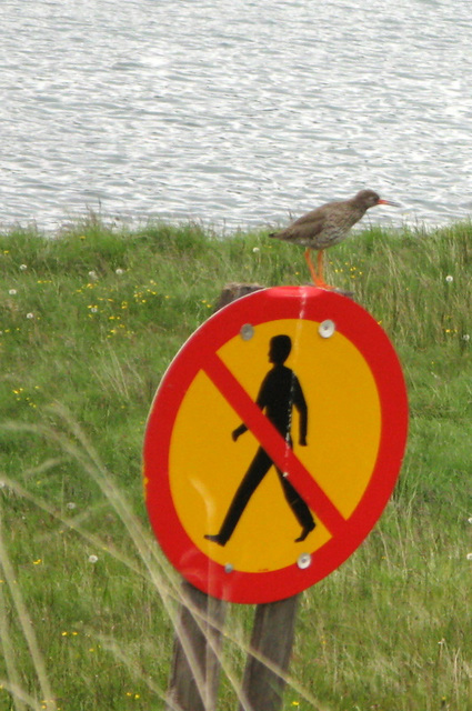 Sur la côte Nord, au bord de l'Océan artique (Islande)