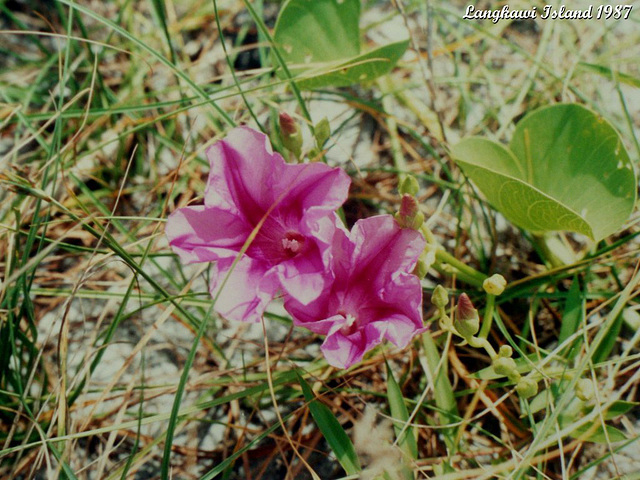 58 Beach Flowers