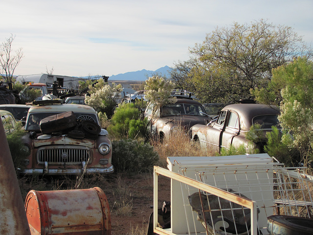 Junkyard Flora