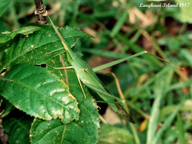 61 Acrida cinerea (Oriental Long-headed) Grasshopper