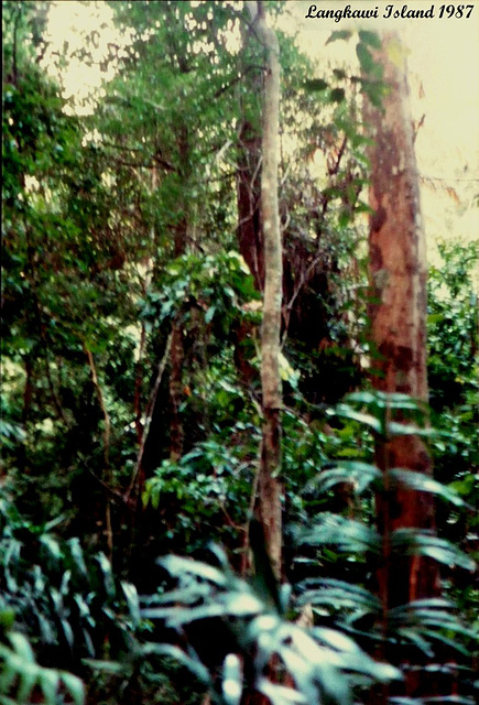 65 Jungle Near the Cave