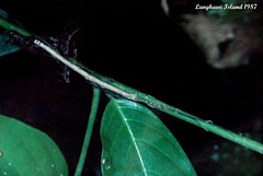 64 Phasmid Species 1 Nymph Found On The Way To The Cave