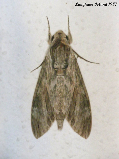 82 Agrius convolvuli (Convolvulus Hawkmoth)