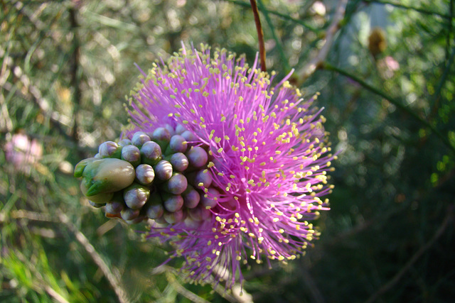 Melaleuca nematophylla