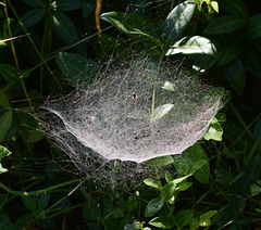 World in a web 1: All the web's a stage