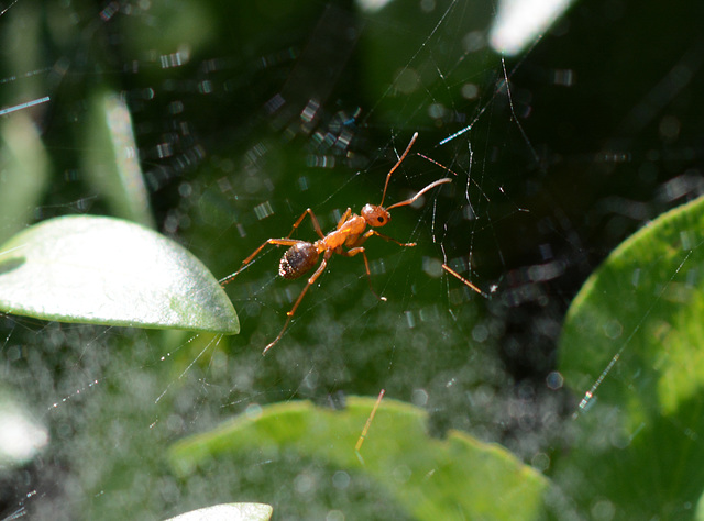 World in a web 2: What's an ant doing here?