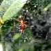 World in a web 4: No, the ant is here on business