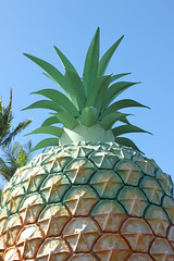 The Big Pineapple