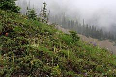 Piperia unalascensis fma. olympica on Hurricane Ridge