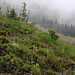 Piperia unalascensis fma. olympica on Hurricane Ridge