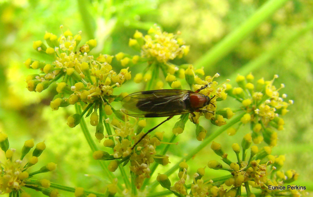 Fly on yellow heads