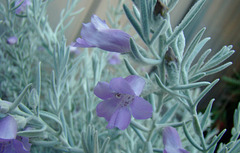 eremophila nivea