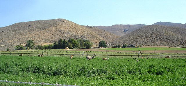 13 Mule Deer