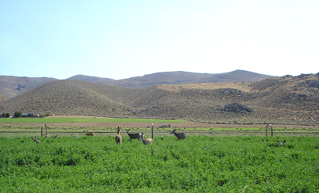 Mule deer in the alfalfa.