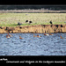 Cormorants & Widgeon on the Cuckmere meanders - 20.12.2013