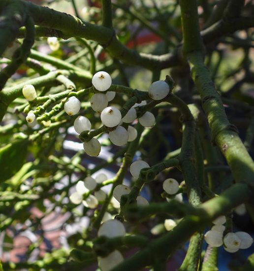 Underneath the new Mistletoe for the house