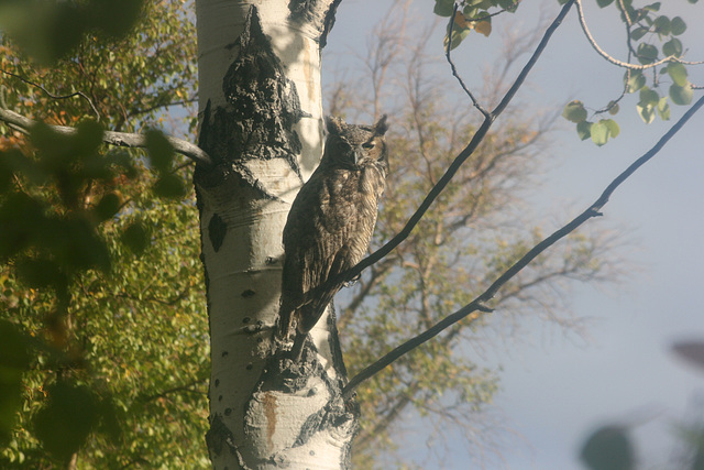 Great Horned Owl