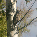 Great Horned Owl