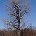 Beautiful Cottonwood Tree