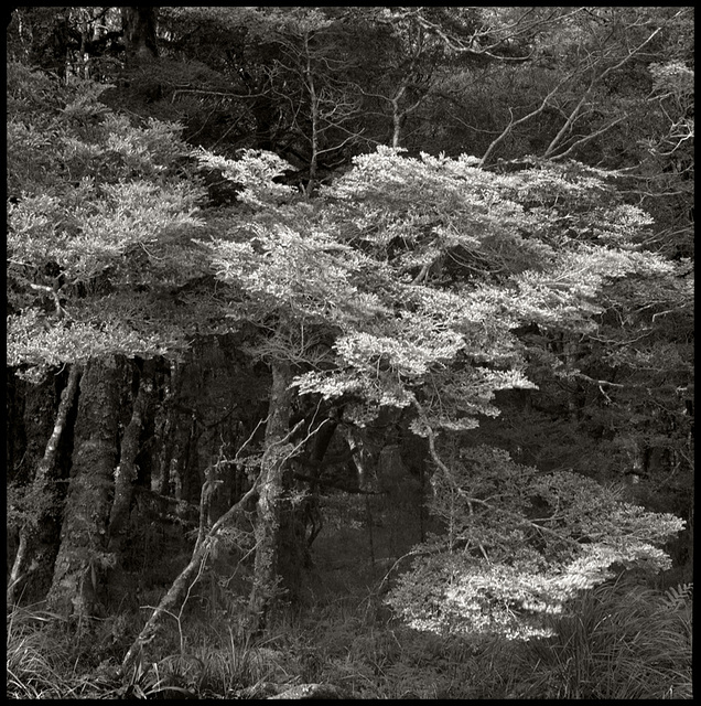 Beech Trees Taipo Hut