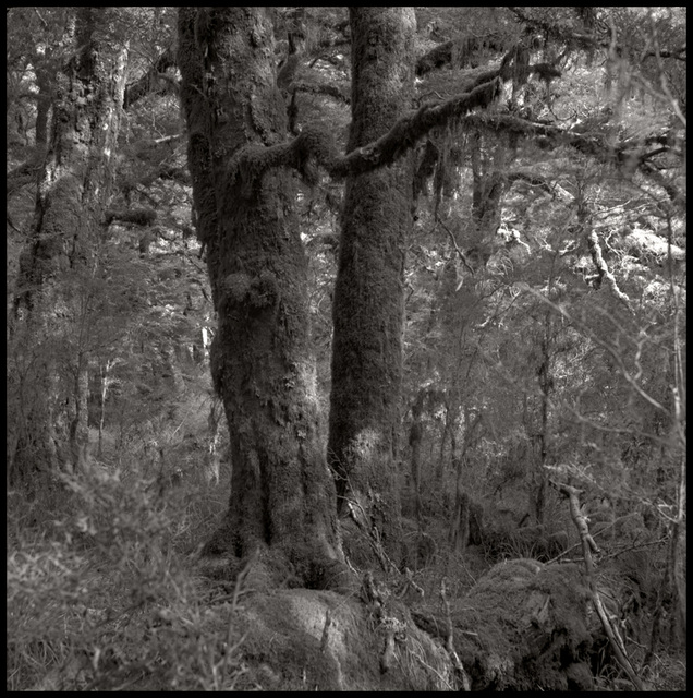 Beech Trees Taipo Hut