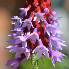 Primula vialii