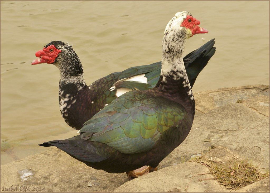 Pato-selvagem, Cairina moschata