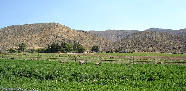 Deer in the alfalfa