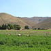 Deer in the alfalfa