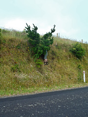 the traditional stealing of the Christmas tree