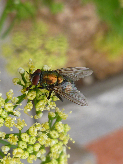 a fly on flowering parsley