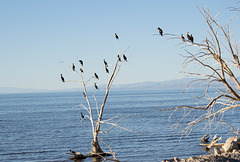 Salton Sea Lack Road (0879)