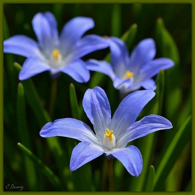 Chionodoxa