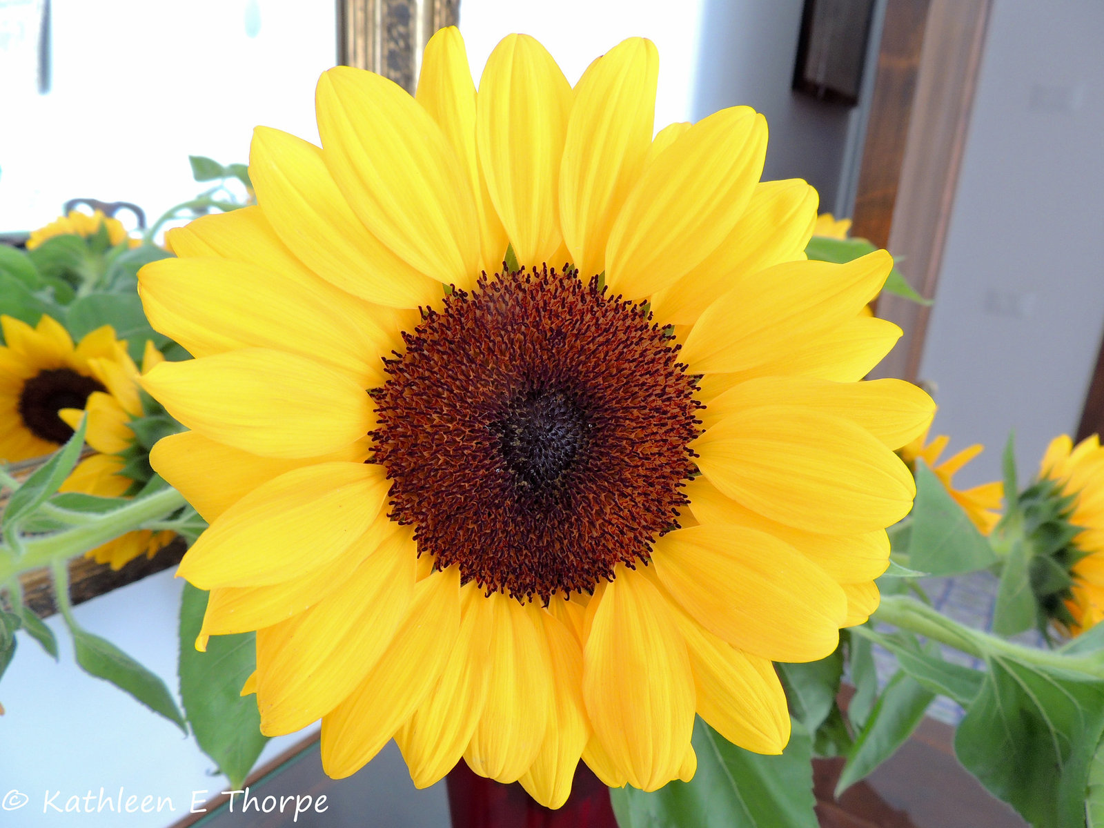 Positano Sunflower 051914