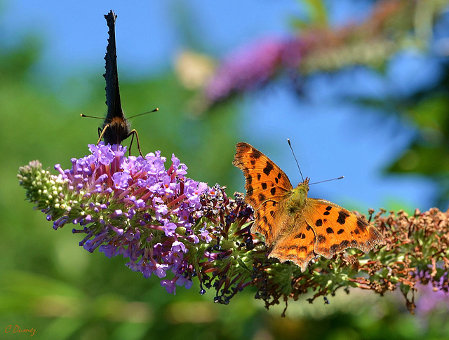 Polygonia sur buddleia