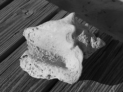 A Conch on the Boardwalk (Mono) - 28 January 2014