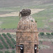 Stork Nest Atop a Minaret, Hasankeyf