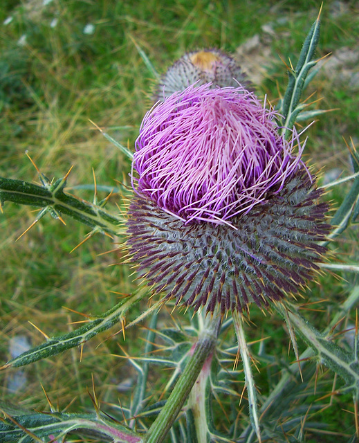 Fleur de cirse laineux ou porte-laine