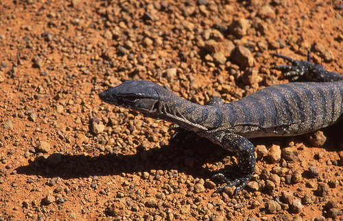 Young monitor lizard