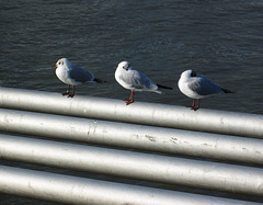 Millennium footbridge gulls.