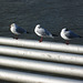 Millennium footbridge gulls.