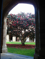 Uni Melbourne Law quadrangle camellia_2