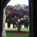 Uni Melbourne Law quadrangle camellia_2