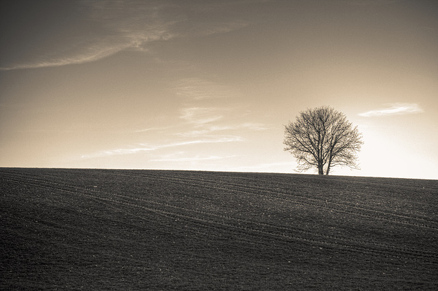 Arbre seul