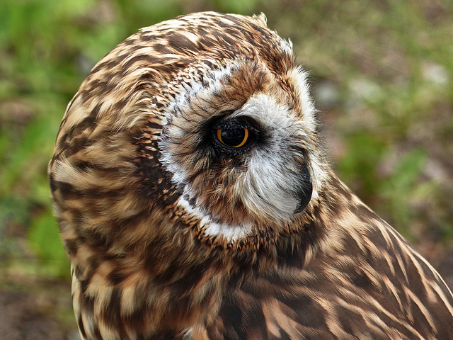 Short-eared Owl