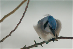 Chilled Jay