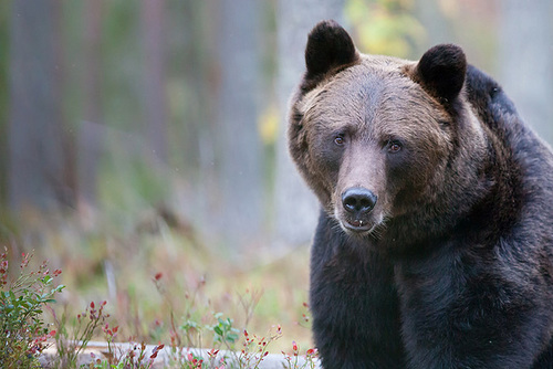 Le regard de l'ours