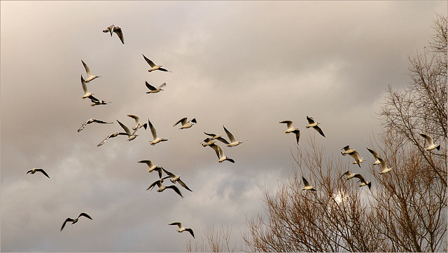 Les oiseaux (2)