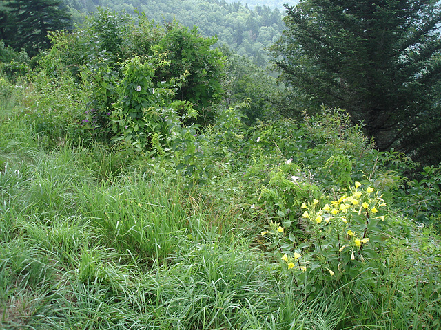 Lone Bald Overlook.